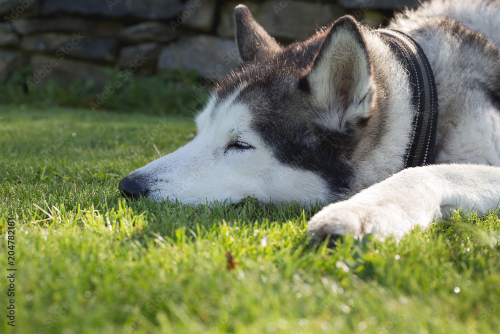 Why Does My Husky Like To Sleep Outside