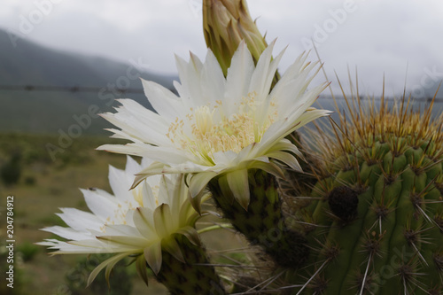 Cactus Flower, Atacama desert. photo