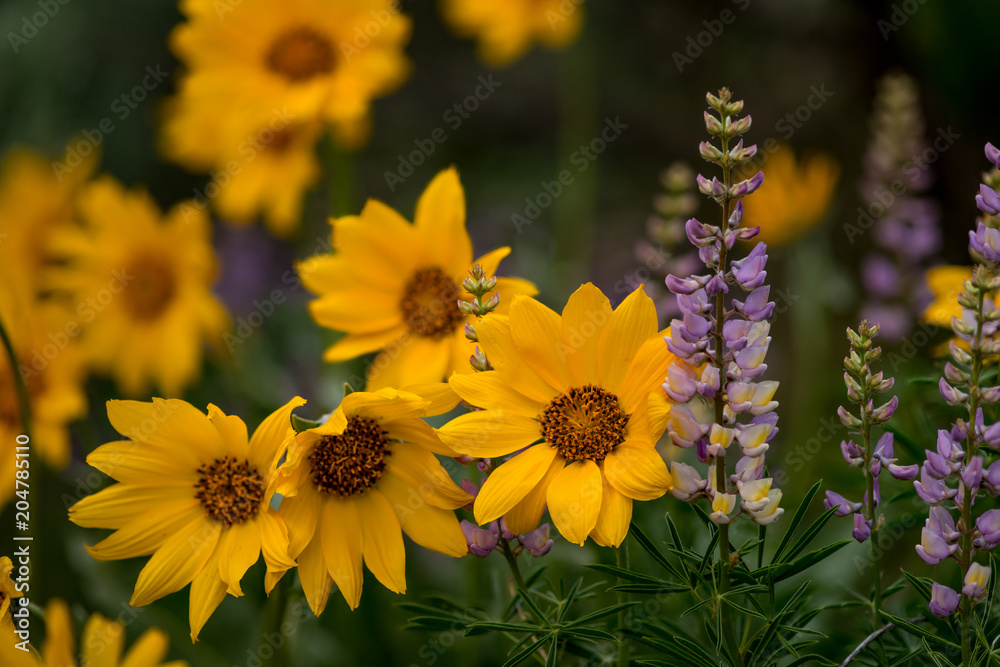 Fototapeta premium lupines and Balsamroot in nature spring time in full color