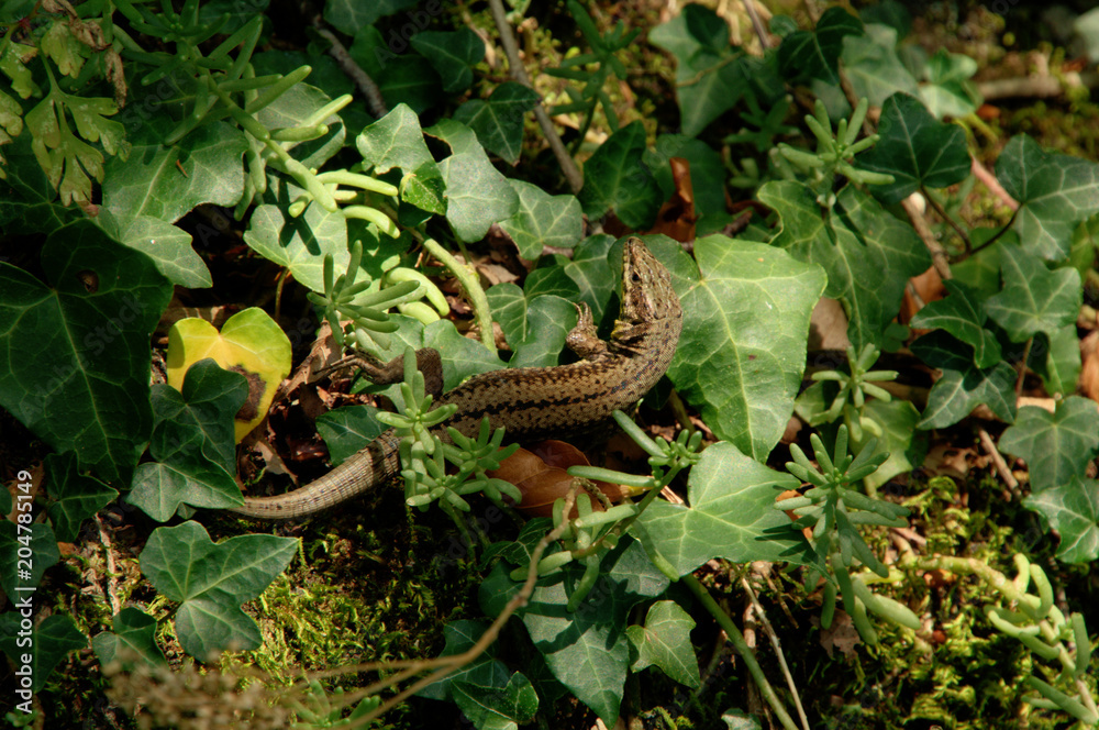 Podarcis muralis; wall lizard on tangled bank Podarcis muralis; wall lizard on tangled bank
