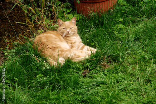 Belis the Giner Tomcat in Swiss village garden photo
