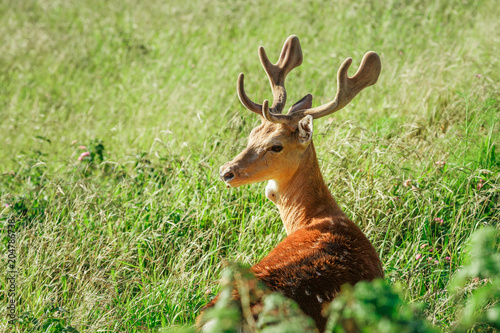 Veado