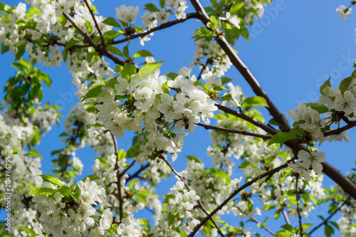 Cerejeira em flor