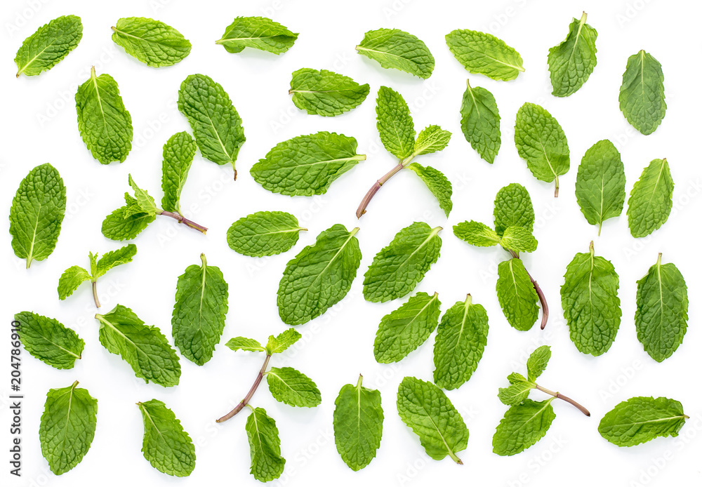 Fresh mint isolated on the white background.Set,leaves Fresh mint isolated on the white background.Set,leaves