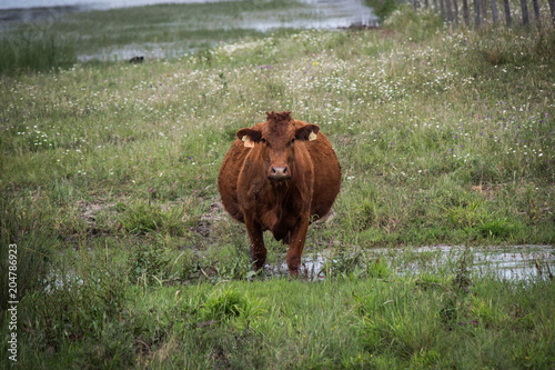 Vaca grávida