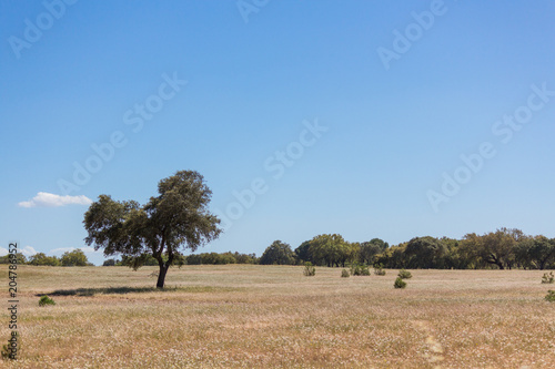 Sobreiro