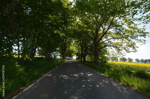 Allee bei Puddemin auf Rügen