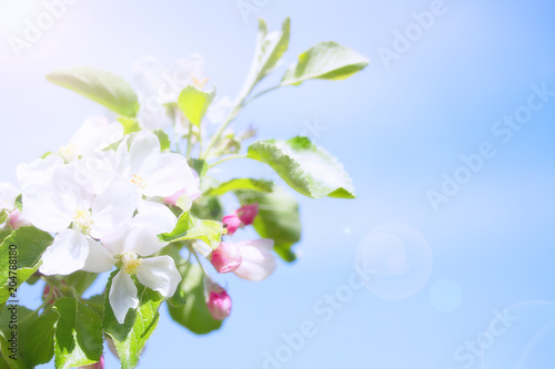 Apfelblüte Frühling