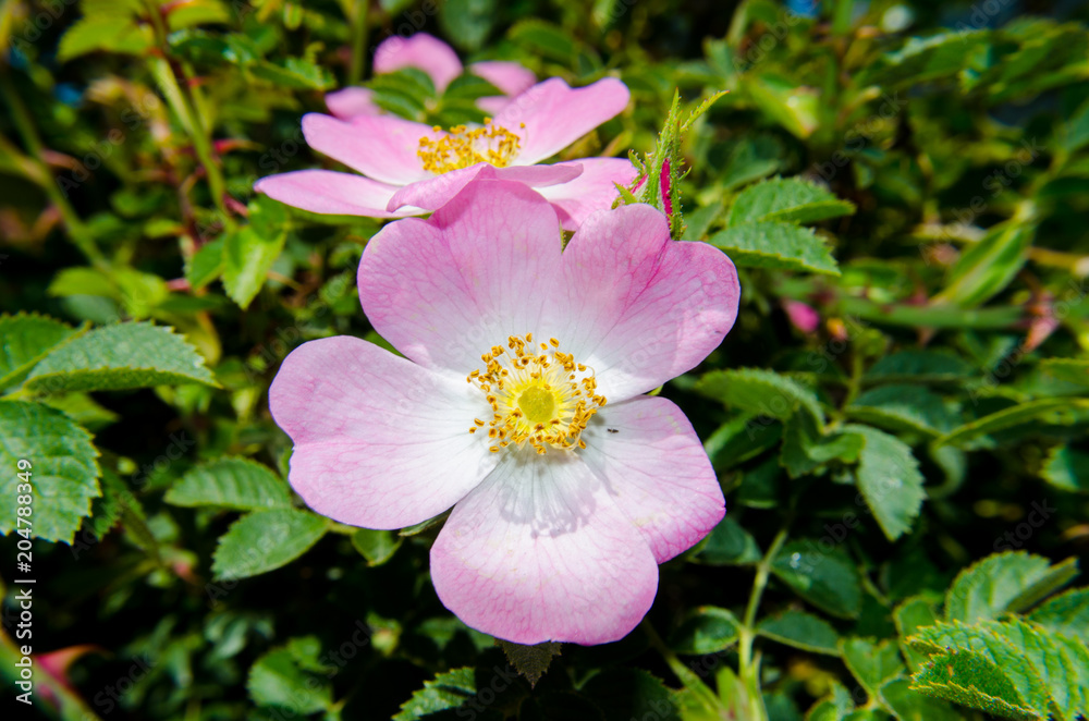 Wild rose, sunny spring day Wild rose, sunny spring day