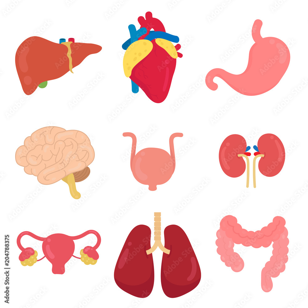 body organs set body organs set
