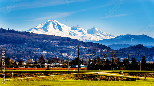 The snow covered  top of Mount Baker dominant over a Fraser Valley farm seen from the Matsqui Dyke at the towns of Abbotsford and Mission in British Columbia photo
