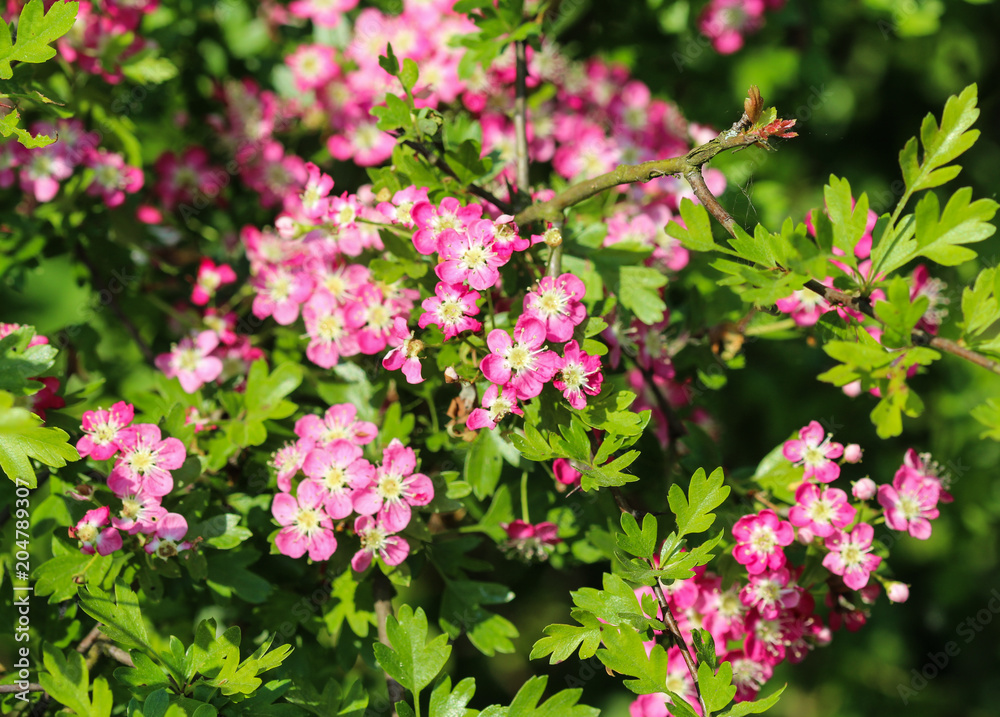pink flower of midland hawthorn, English hawthorn (Crataegus laevigata) blooming in spring
