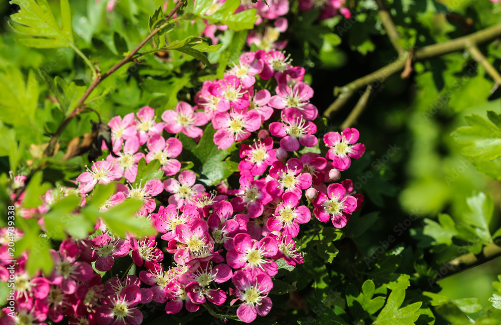 Naklejka premium pink flower of midland hawthorn, English hawthorn (Crataegus laevigata) blooming in spring