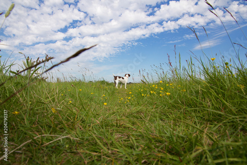A dog playing in long grass