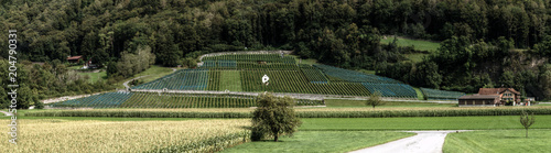 Vineyards at Heiligkreuz, Sargans photo