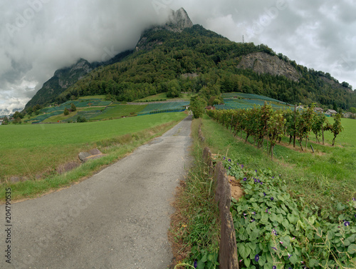 Vineyards on Gonzen at Heiligkreuz, Swiss Rhine valley photo