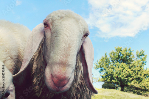 closeup of sheep looking at the camera, funny animal linving outdoor photo