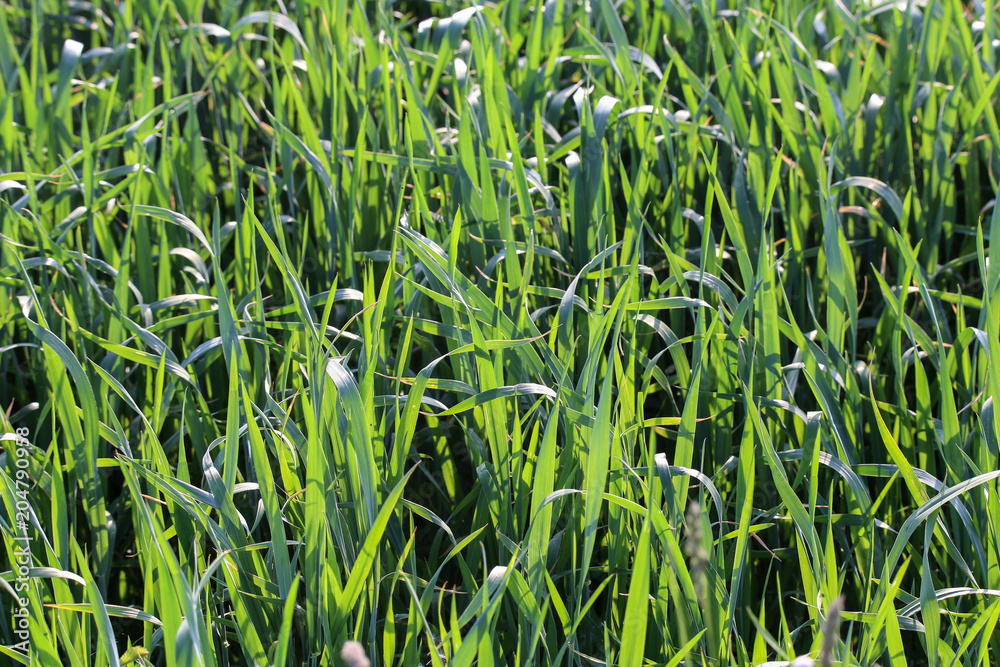 Obraz premium Young shoots of wheat in the field