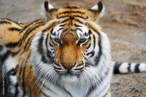 close up on front view of tiger