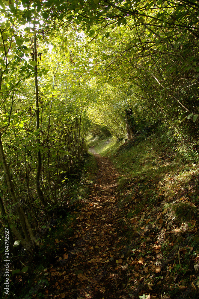 Obraz premium Hiking path through woods near Quinten, Swiss Alps