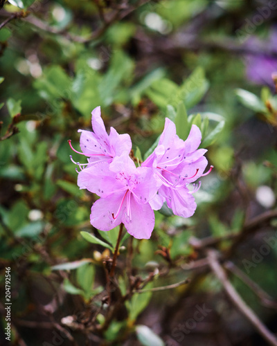 Beautiful flower