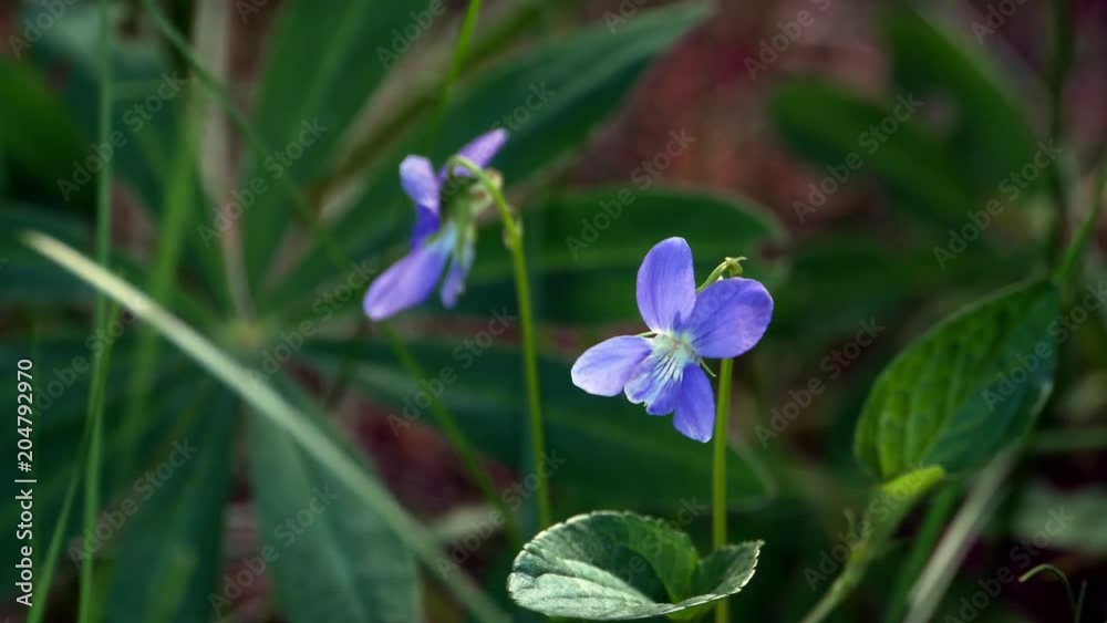 Wild flowers with dew swinging on the wind in the forest 4k Wild flowers with dew swinging on the wind in the forest 4k
