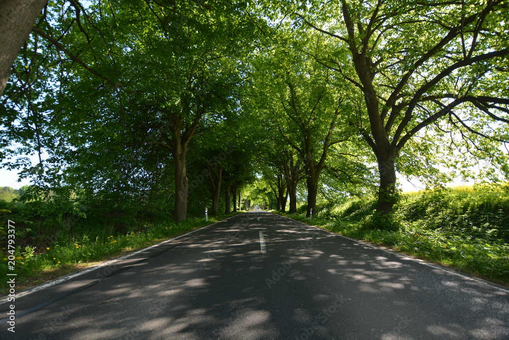 Allee bei Garz auf Rügen - Deutsche Alleenstraße