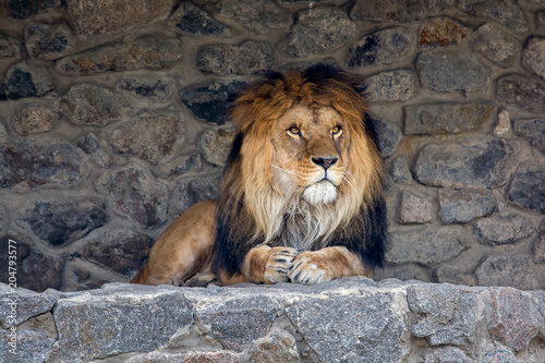 A beautiful lion with big mane lies on the rocks and looks into the distance. King of animals. Wild nature. Predator. Danger animal.