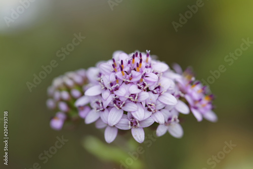 Flower of the Atacama Desert  Polyachyrus Poeppigii.