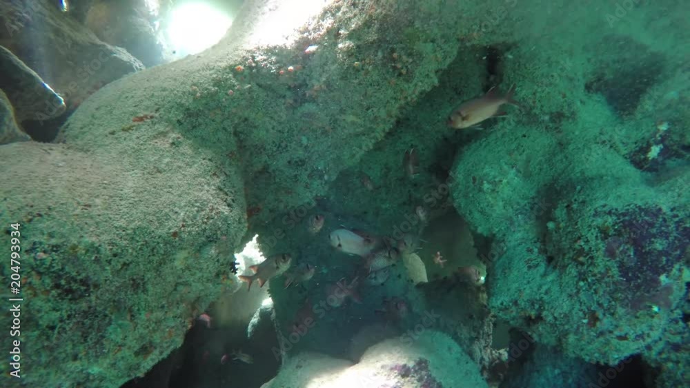 Soldatenfische in einer Grotte Soldatenfische in einer Grotte