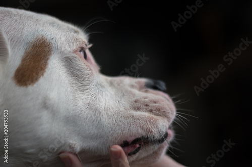 Wallpaper Mural Bulldog portrait Torontodigital.ca