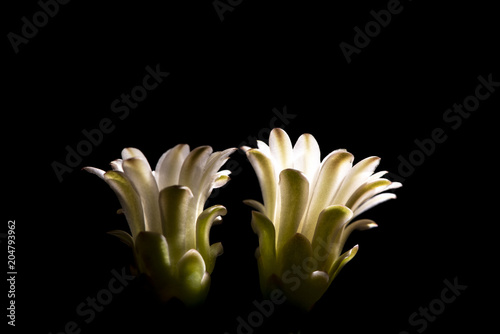 beautiful cactus flower blo...