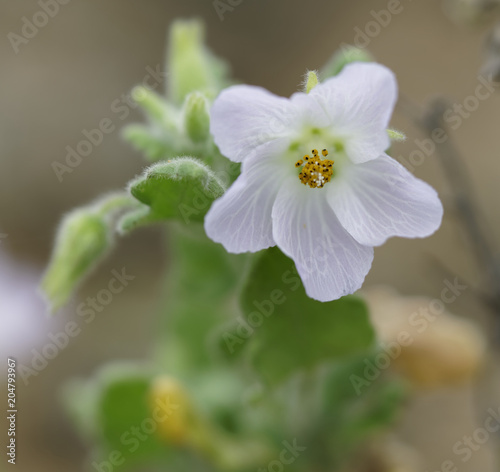 Flower of the Atacama Desert, Cristaria Integerrima photo