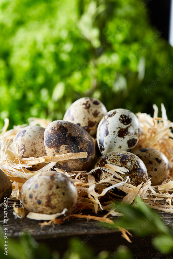 Quail eggs on old brown wooden surface with green blurred natural leaves background, selective focus, close-up Quail eggs on old brown wooden surface with green blurred natural leaves background, selective focus, close-up