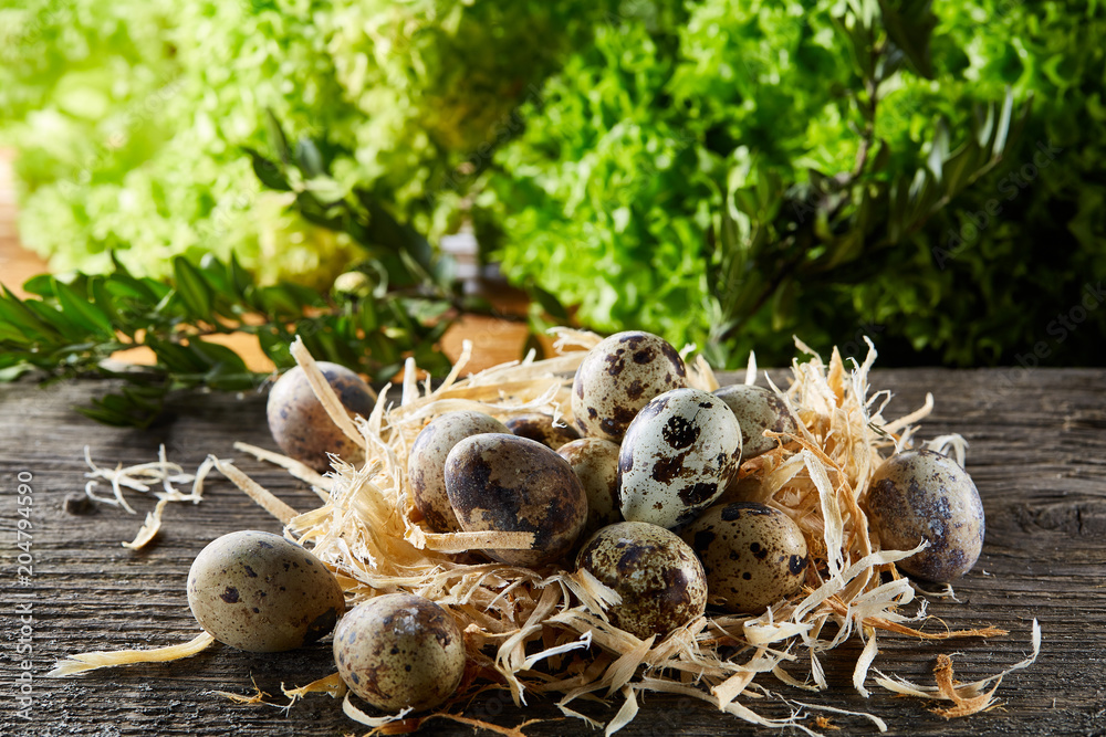 Quail eggs on old brown wooden surface with green blurred natural leaves background, selective focus, close-up Quail eggs on old brown wooden surface with green blurred natural leaves background, selective focus, close-up