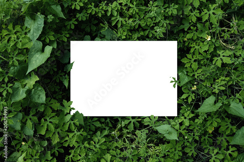 Mock up paper white card on a green leaves. Creative layout with nature concept.