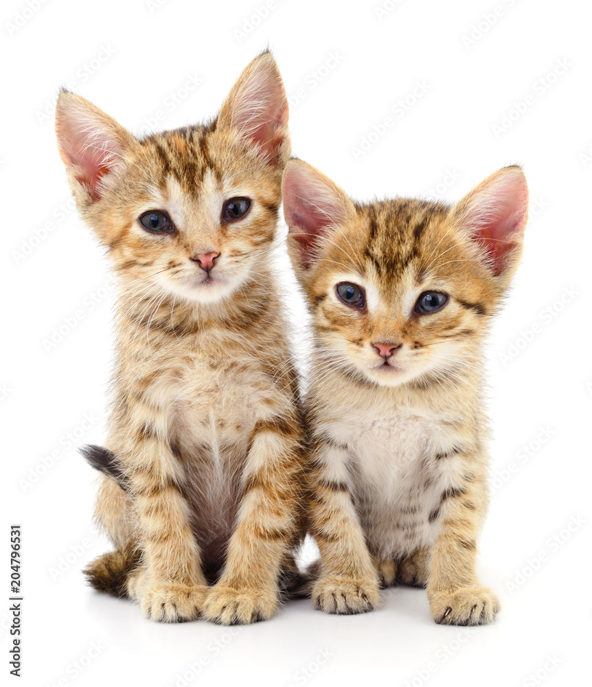 Two small kittens.