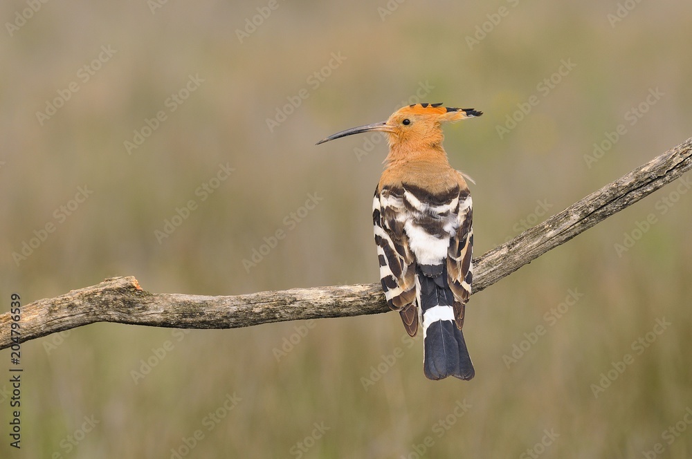 Eurasian Hoopoe or Upupa epops, beautiful brown bird. Eurasian Hoopoe or Upupa epops, beautiful brown bird.