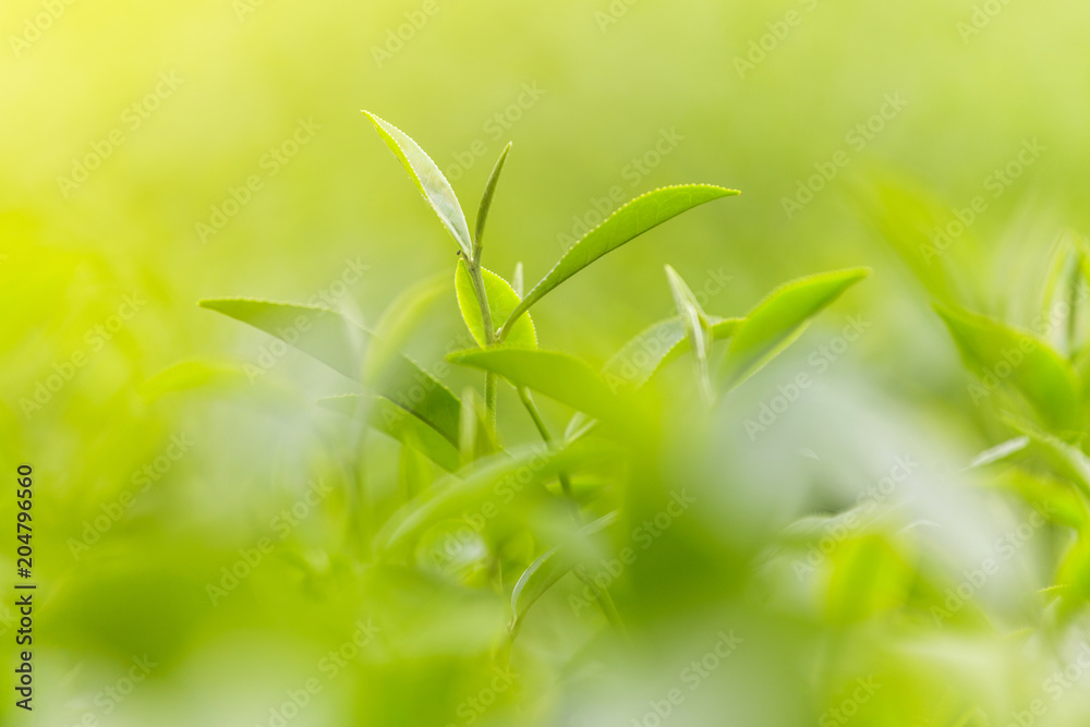Fresh green tea leaves in a tea plantation Fresh green tea leaves in a tea plantation