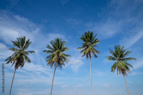 Palm trees against blue sky, Palm trees at tropical coast, Coconut tree, Summer tree © sutthinon602