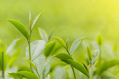 Fresh green tea leaves in a tea plantation