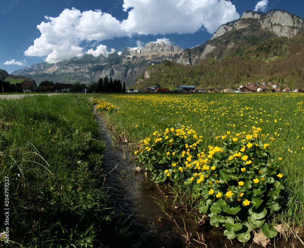 Caltha palustris; marsh marigolds in ditch, Swiss Alps