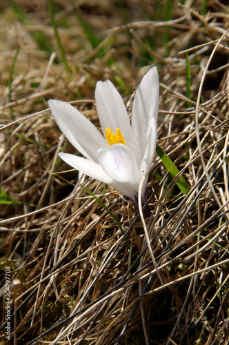 Alpine Wild Crocus on Flumserberg, Swiss Alps photo