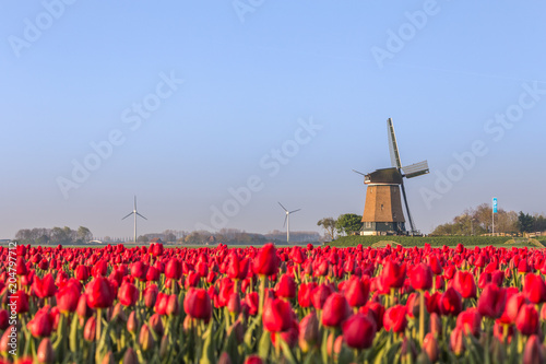 Field of red tulips and windmill on the background. Koggenland, North Holland province, Netherlands.