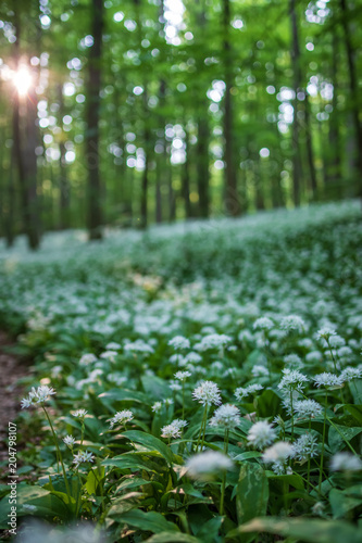 Bärlauch im Hainich Nationalpark