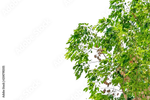 Tree isolated on white back...