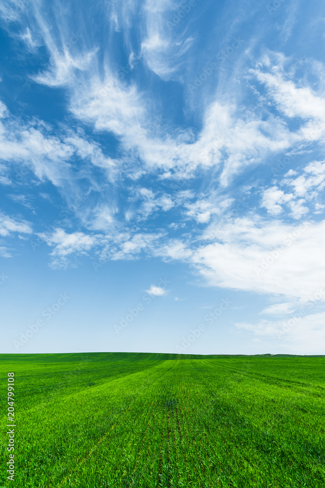 A green wheat field against a blue sky with clouds. Juicy Ful Color Green