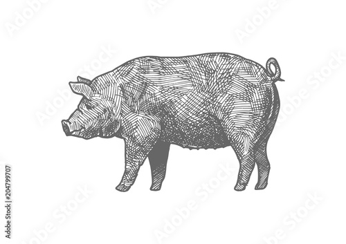 Hand drawn illustration of pig