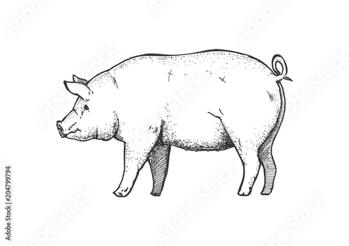 Hand drawn illustration of pig