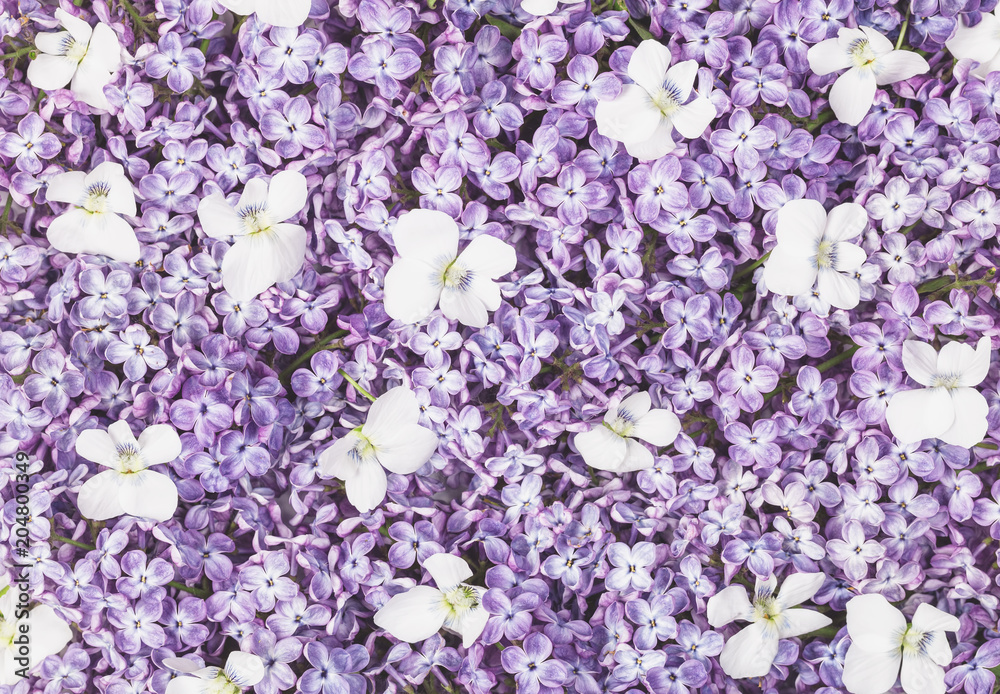 Obraz premium Lilac flowers and white pansy background. Flat lay. Top view.